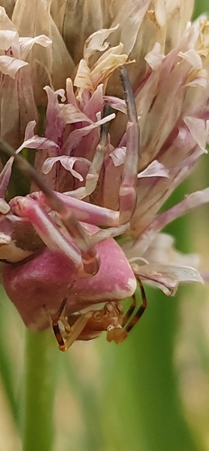 Heather crab spider