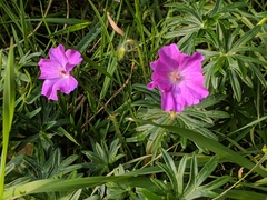 Geranium