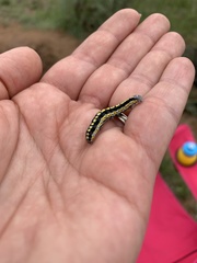 Sympistis perscripta