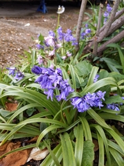 Hyacinthoides hispanica