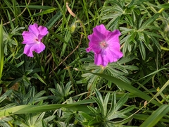 Geranium