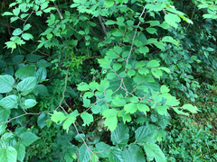 Celtis biondii
