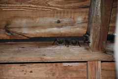 Myotis leibii