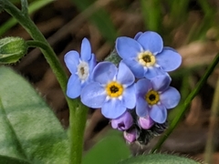 Myosotis