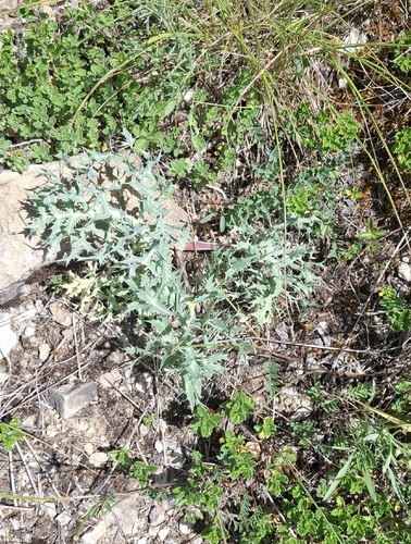 Field Eryngo