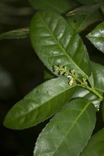 Rinorea ilicifolia