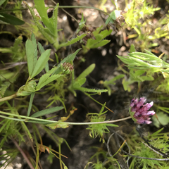Trifolium depauperatum