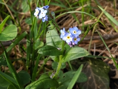 Myosotis
