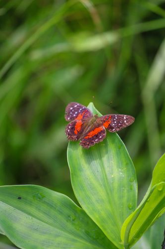 Red Peacock