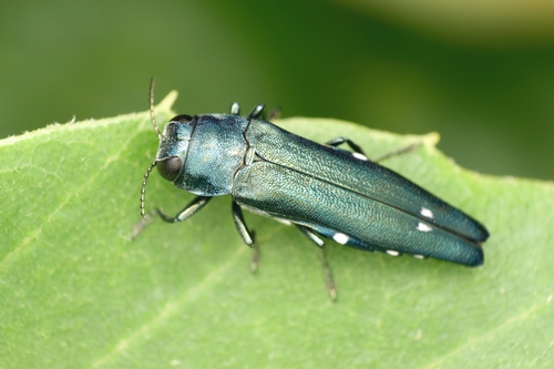 Oak Jewel-beetle