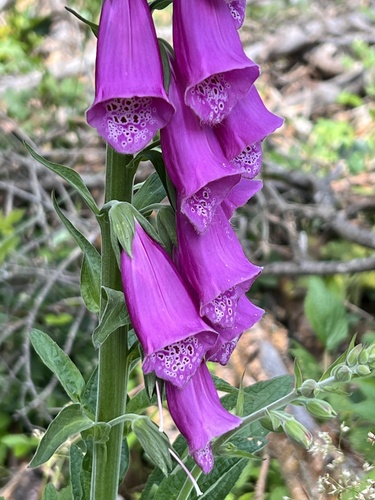 purple foxglove
