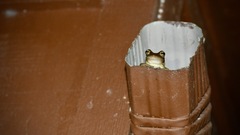 Osteopilus septentrionalis