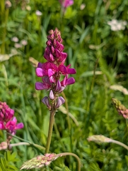 Onobrychis montana, photograph (c) Denis Bastianelli, some rights reserved (CC BY)