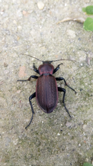 Carabus morbillosus