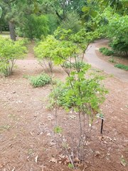 Rhododendron cumberlandense