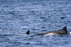 Stenella longirostris