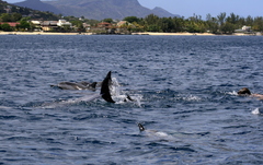 Stenella longirostris
