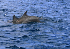 Stenella longirostris