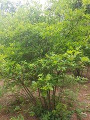 Rhododendron colemanii
