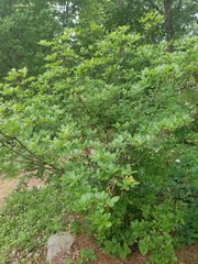 Rhododendron alabamense