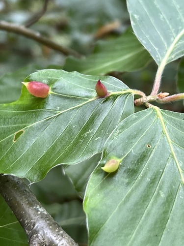 Beech Gall Midge
