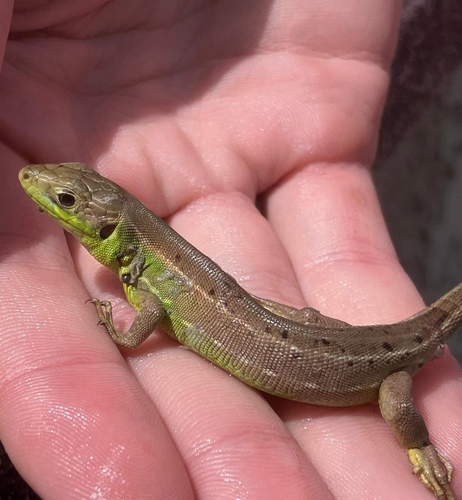 Western Green Lizard