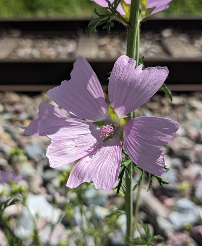 musk mallow