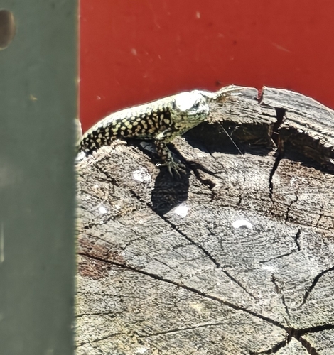 Common Wall Lizard