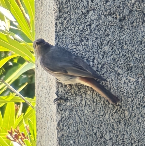 Black Redstart