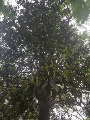 Magnolia grandiflora