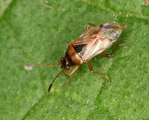 Lasiosomus lasiosomoides