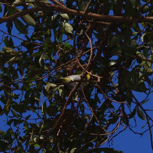Yellow-throated Woodland Warbler (Phylloscopus ruficapilla), photo 9