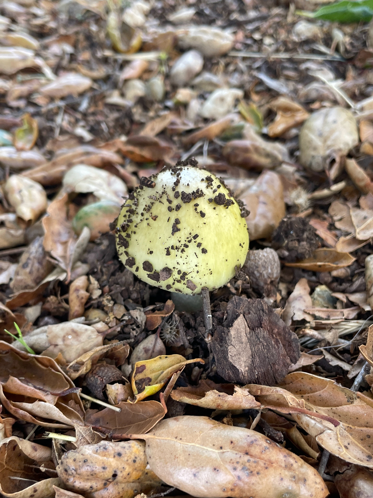 Deathcap · June 2026 · photo: Photo: no rights reserved · iNaturalist