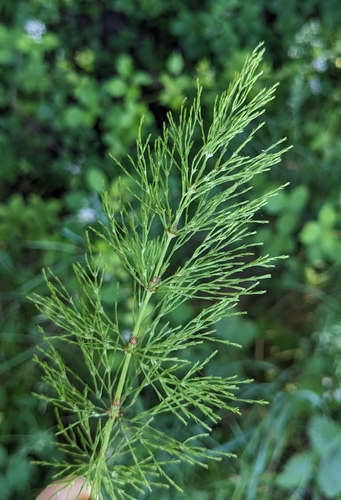wood horsetail