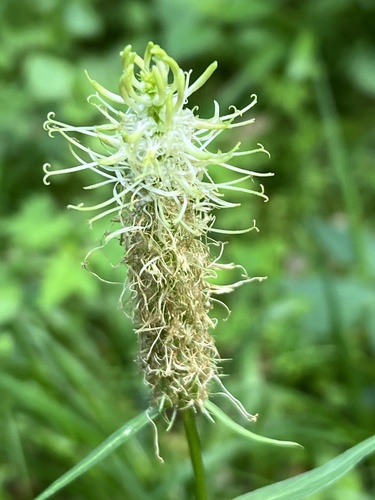 Spiked rampion