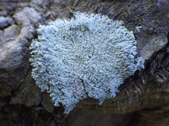 Physcia clementei