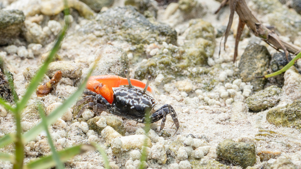 Cryptic Fiddler Crab