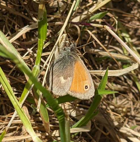 Small Heath