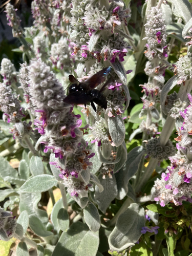 Xylocopa