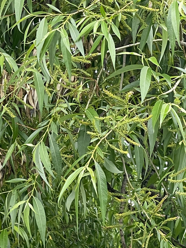 peachleaf willow