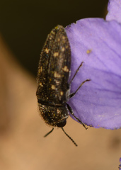 Acmaeodera tubulus