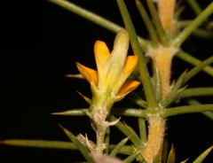 Aspalathus vulnerans