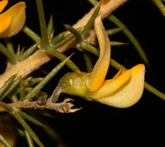 Aspalathus vulnerans