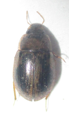 Hydrophiloidea