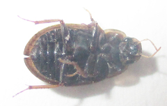 Hydrophiloidea
