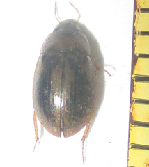 Hydrophiloidea