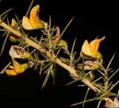 Aspalathus vulnerans