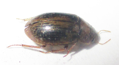 Hydrophiloidea