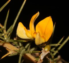 Aspalathus vulnerans