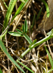 Lathyrus pannonicus collinus